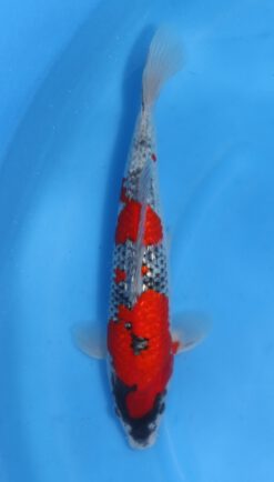 Ginrin Goshiki Kawakami