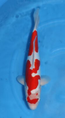 Beni Kumonryu Kawakami