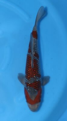 Ginrin Ochiba Kawakami