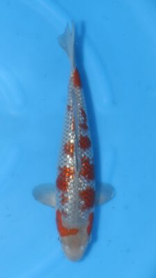 Ginrin Ochiba Kawakami