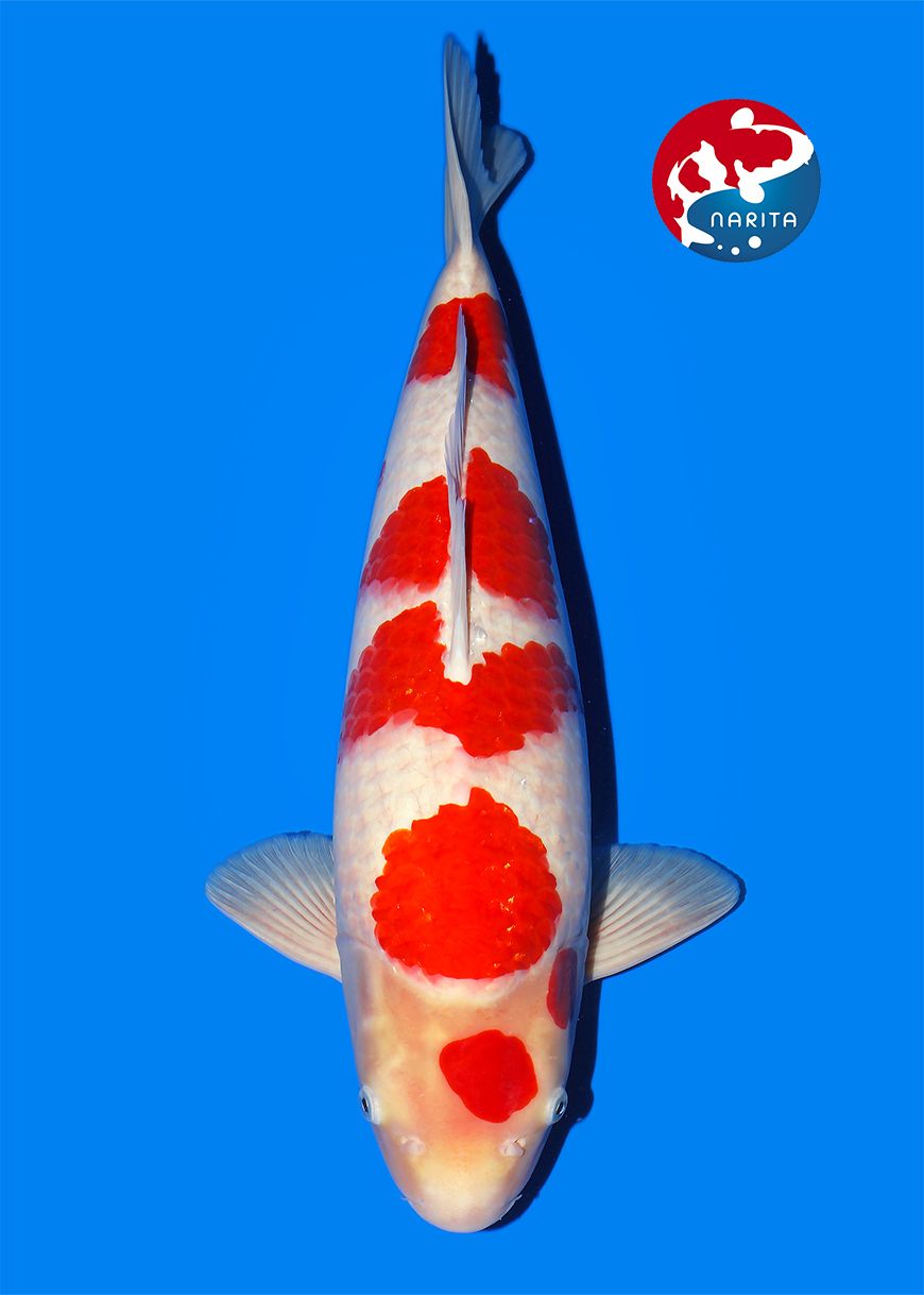 Kohaku Isa Male - Afbeelding 3