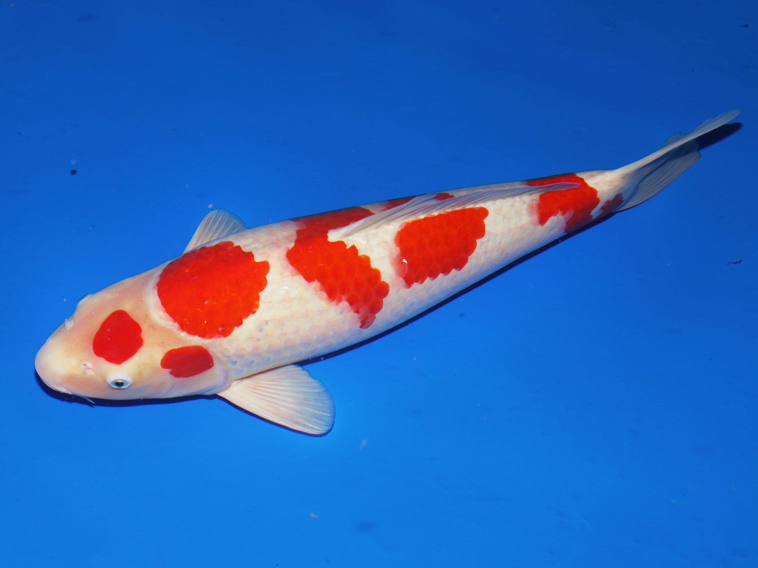 Kohaku Isa Male - Afbeelding 4