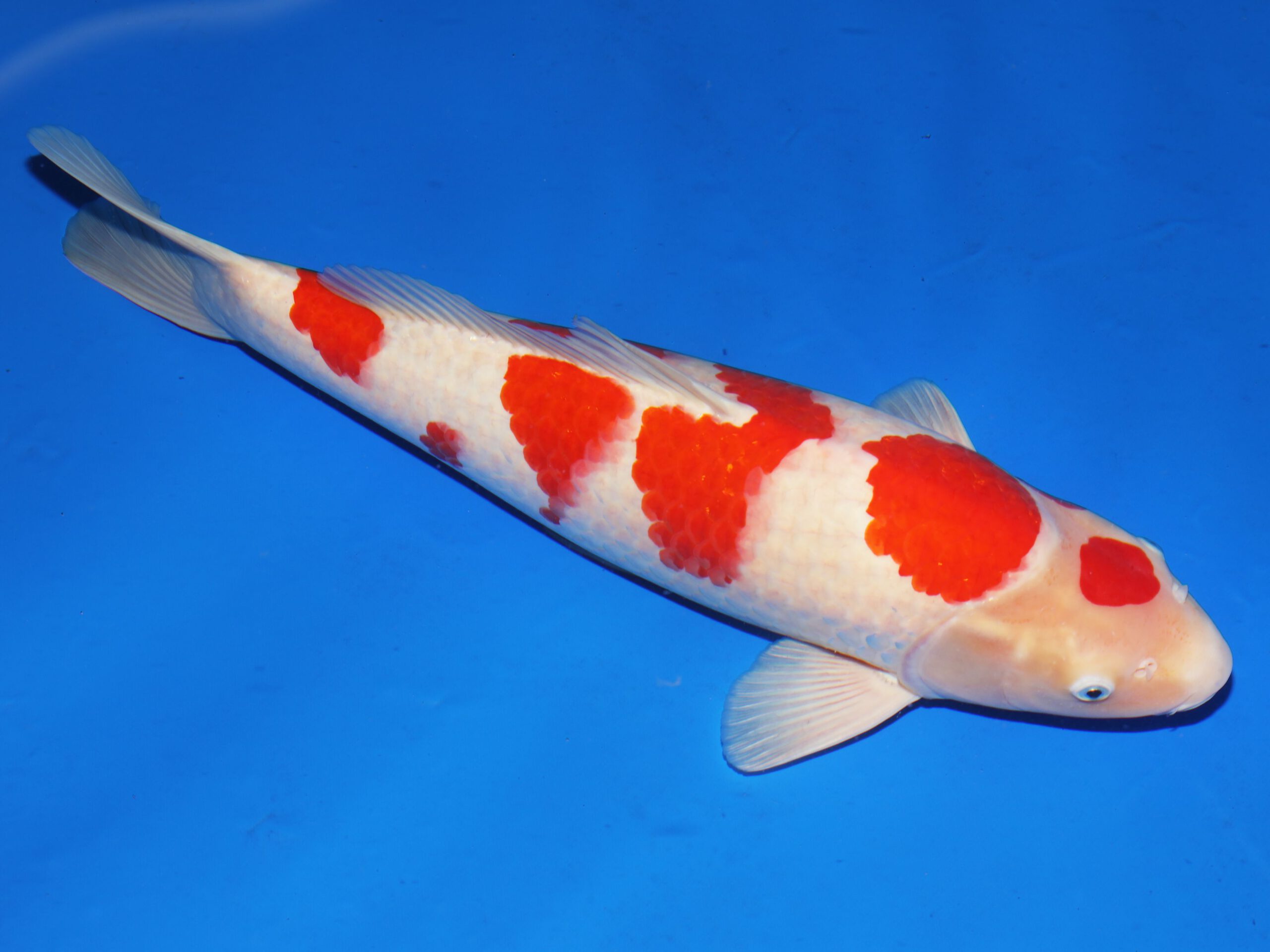 Kohaku Isa Male - Afbeelding 2