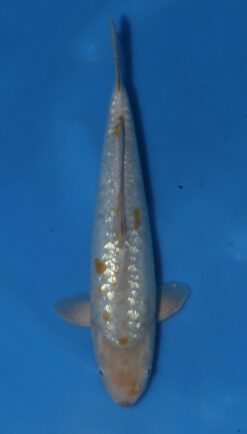 Ginrin Doitsu Ochiba Maruhiro