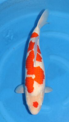 Kohaku Matsue Female