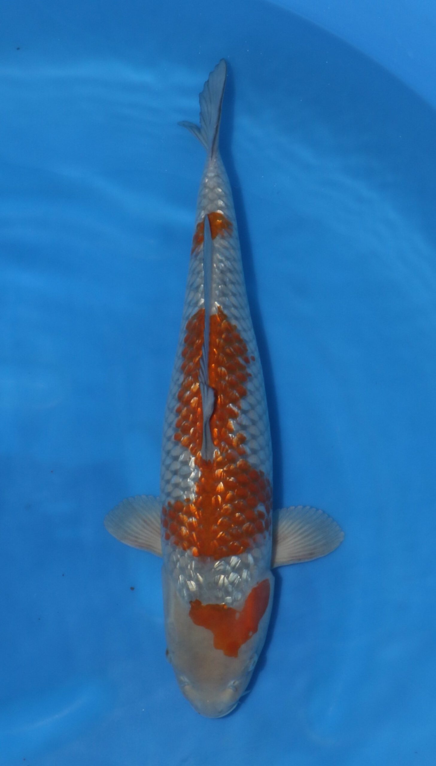 Ginrin Ochiba Oofuchi Female