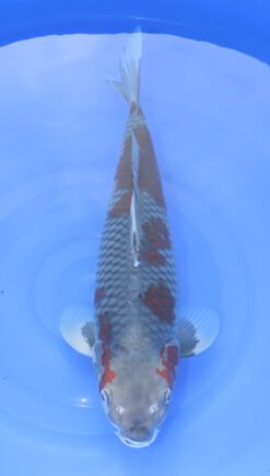 Ochiba Kawakami