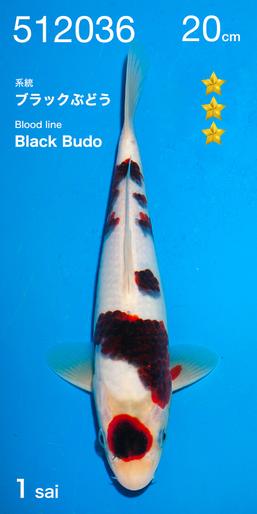 BlackBudo Ogata - Afbeelding 2