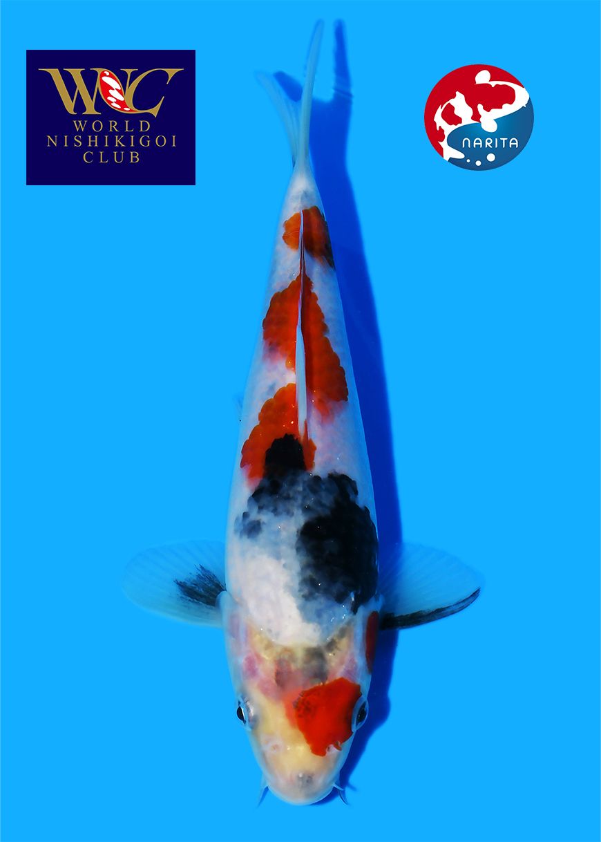 Showa Taniguchi - Afbeelding 3