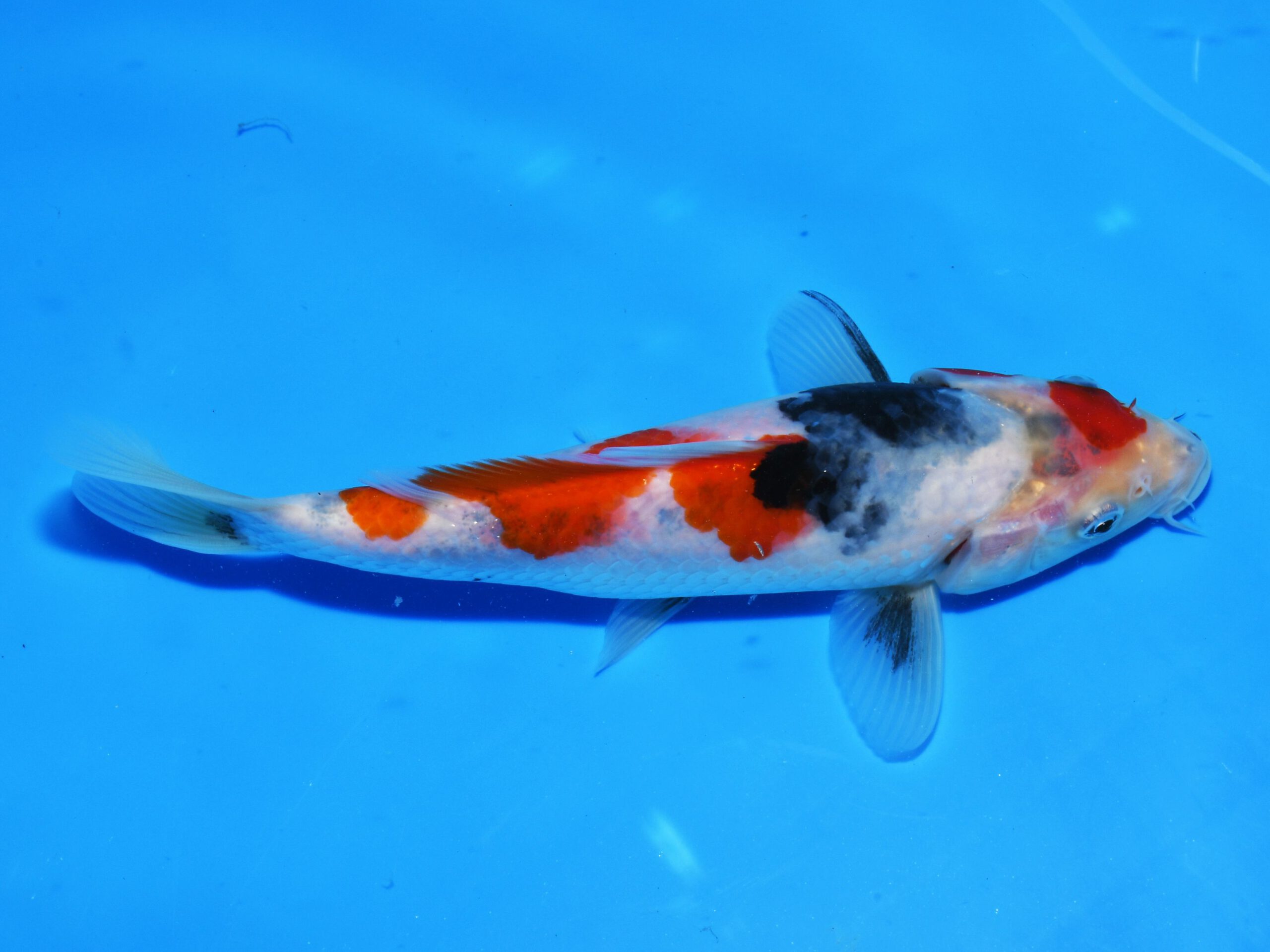 Showa Taniguchi - Afbeelding 2