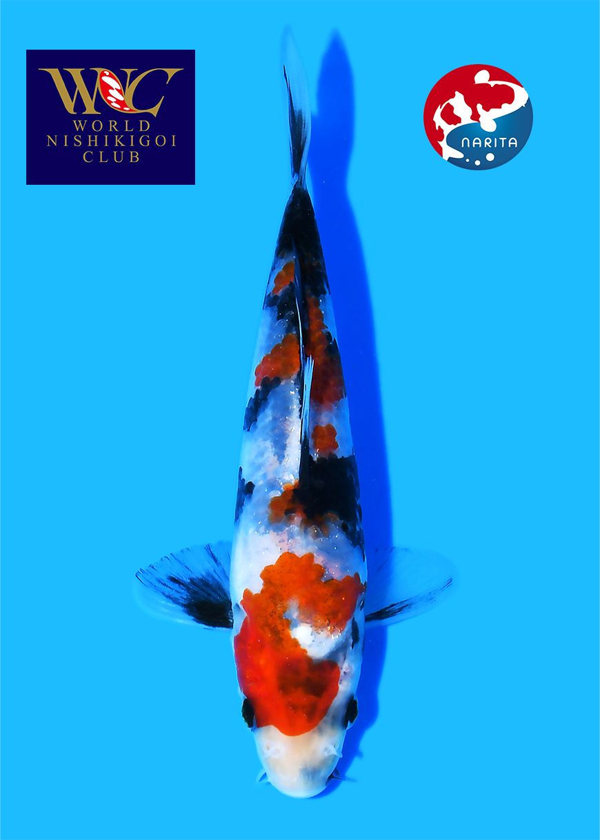 Showa Taniguchi - Afbeelding 3