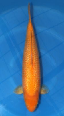 Ginrin Red Karashi Marusei Female