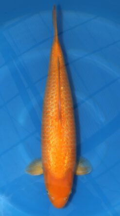 Ginrin Red Karashi Marusei Female