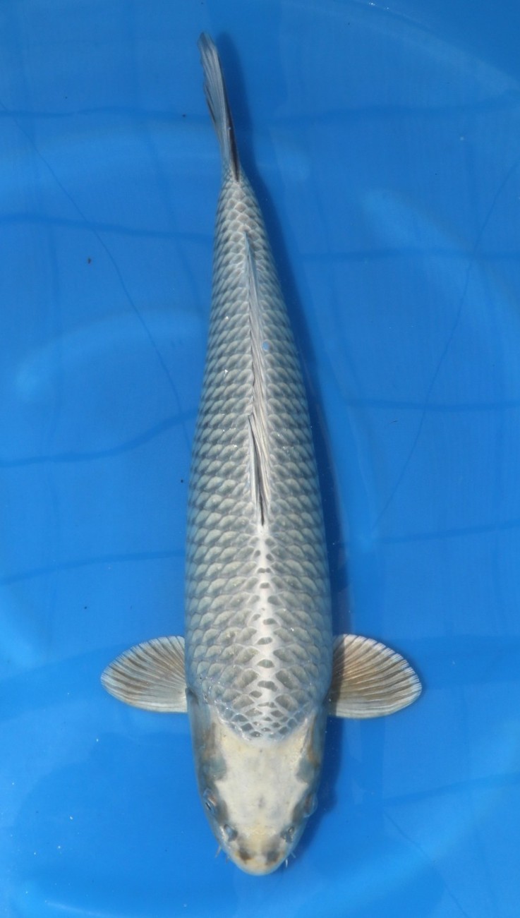 Mukashi Marusei Female