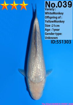 Alternative view of Ginrin Soragoi Dainichi WhiteMonkey