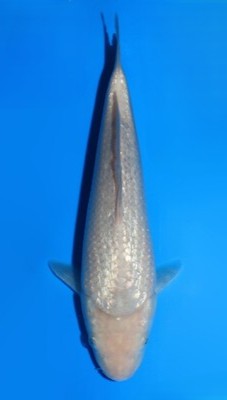 Ginrin Soragoi Dainichi WhiteMonkey