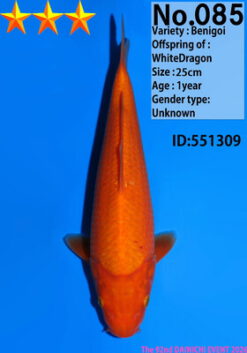 Alternative view of Benigoi Dainichi WhiteDragon