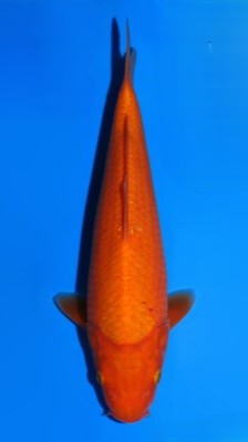 Benigoi Dainichi WhiteDragon