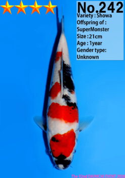 Alternative view of Showa Dainichi SuperMonster