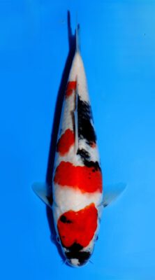 Showa Dainichi SuperMonster