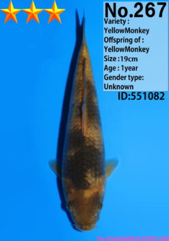 Alternative view of Cha Utsuri Dainichi YellowMonkey