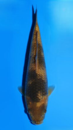 Cha Utsuri Dainichi YellowMonkey