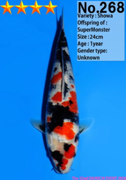 Alternative view of Showa Dainichi SuperMonster