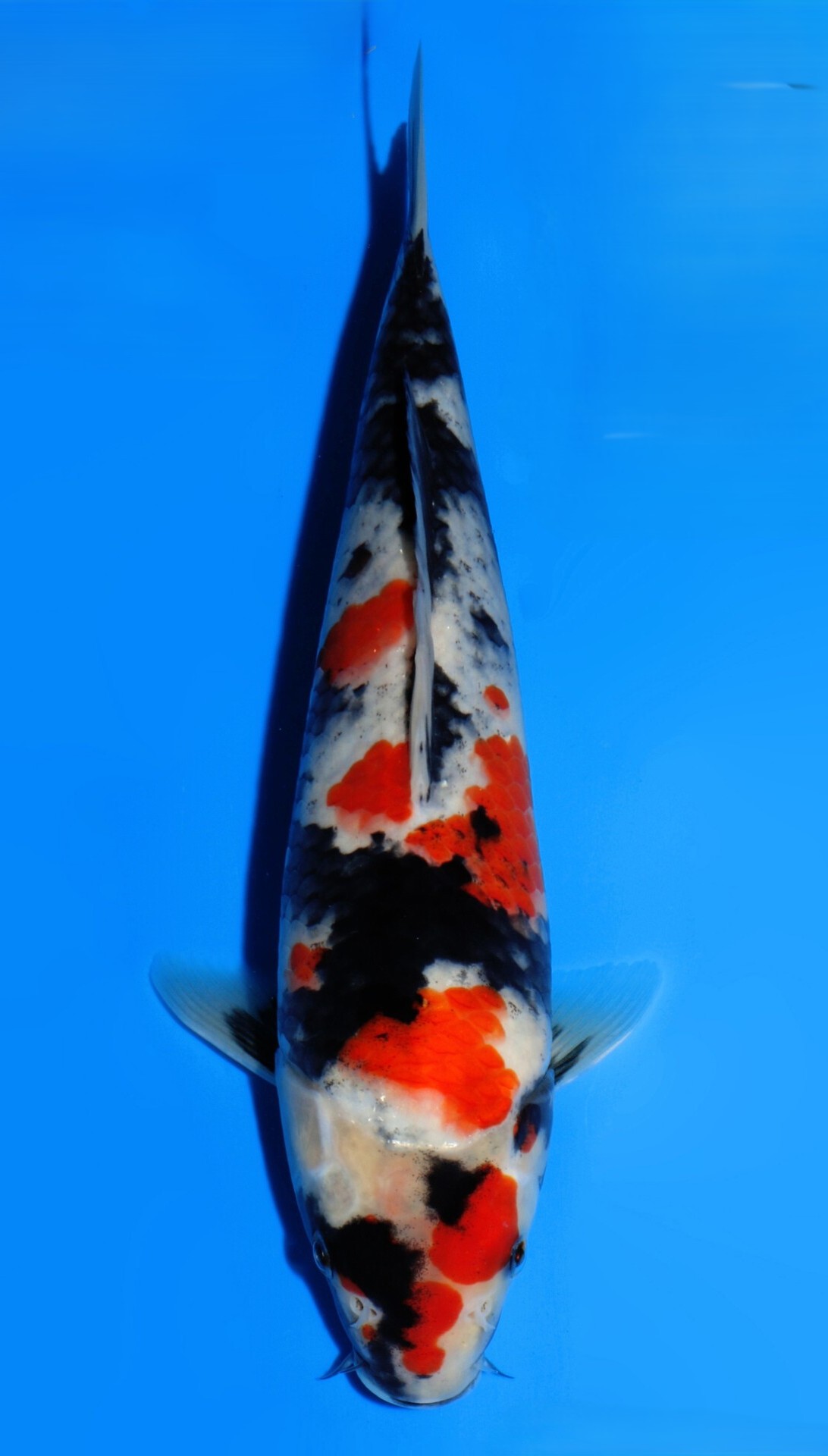 Showa Dainichi SuperMonster