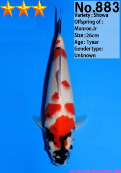 Alternative view of Showa Dainichi Monroe Jr