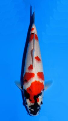 Showa Dainichi Monroe Jr