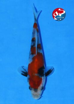 Alternative view of Showa Taniguchi