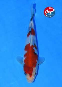 Alternative view of Showa Taniguchi