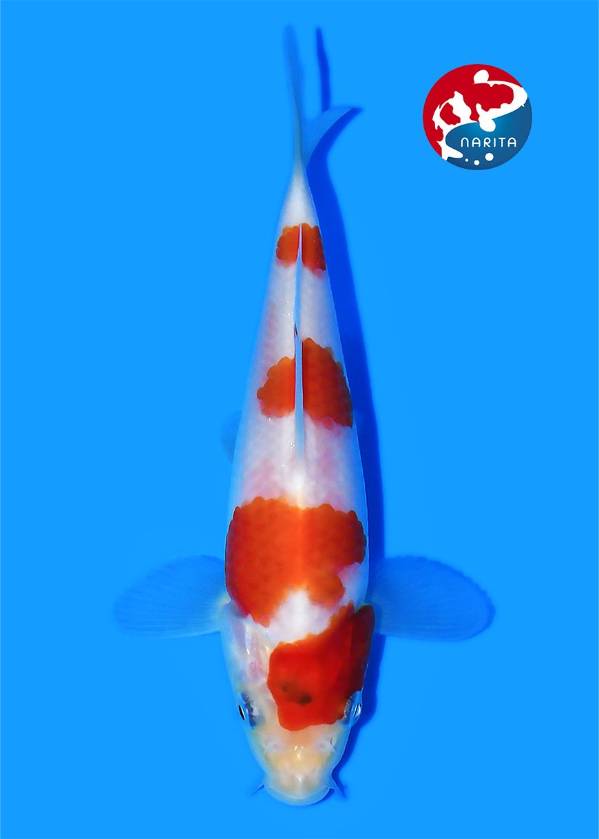 Goshiki Taniguchi - Afbeelding 3