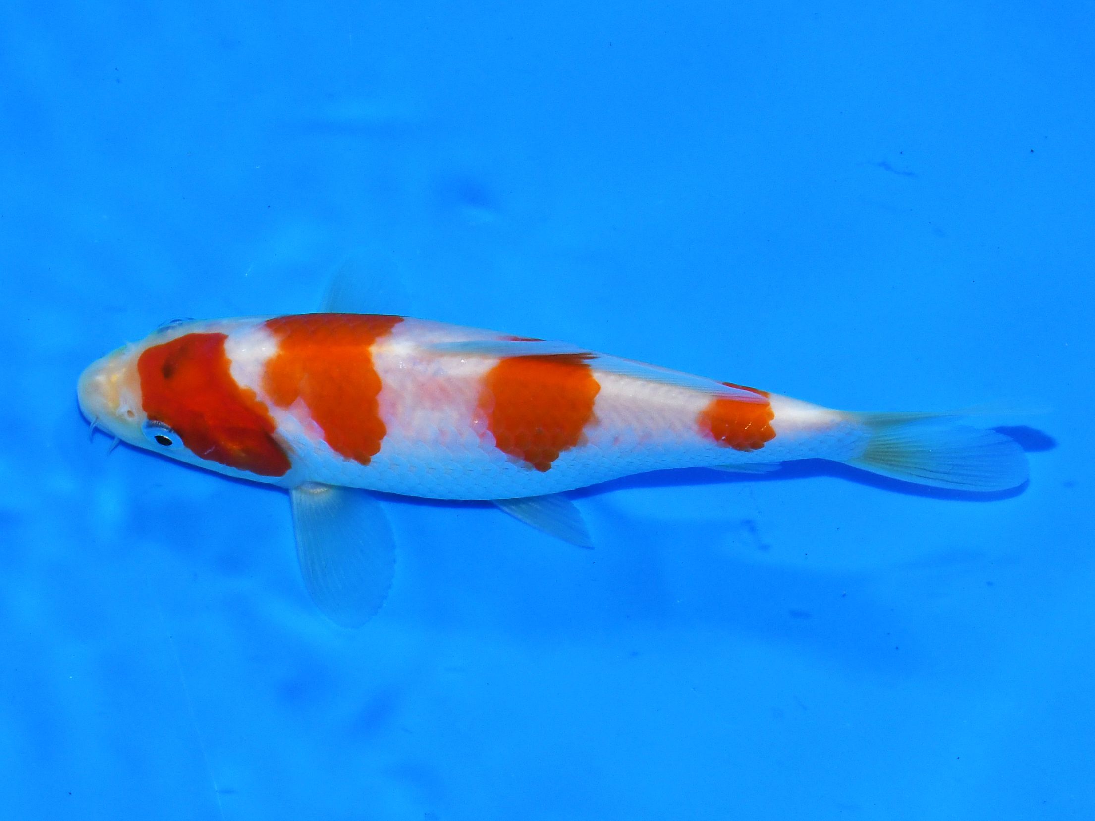 Goshiki Taniguchi - Afbeelding 4