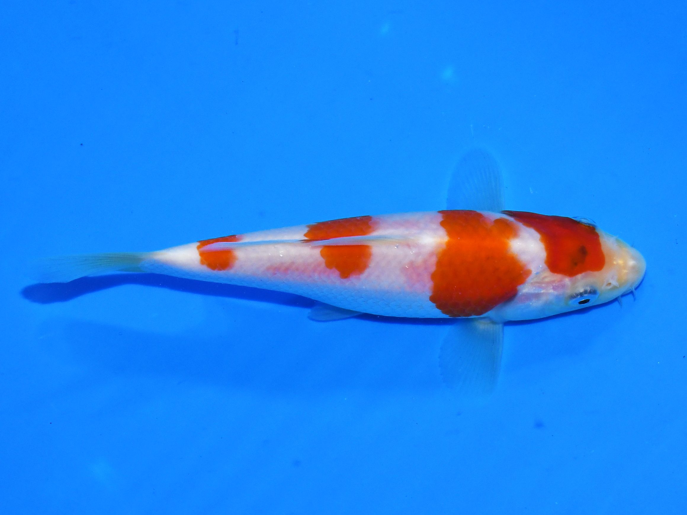 Goshiki Taniguchi - Afbeelding 2