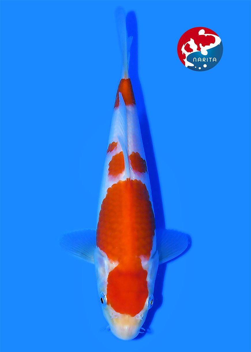 Kohaku Taniguchi - Afbeelding 3