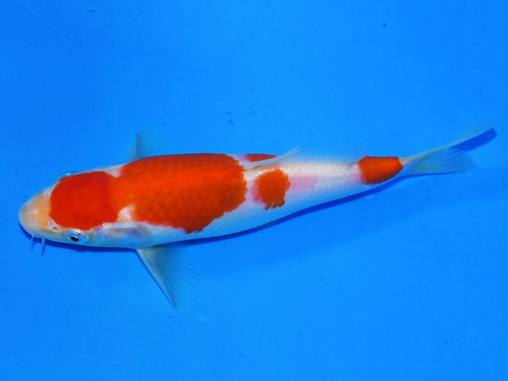 Kohaku Taniguchi - Afbeelding 4