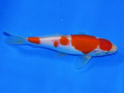 Alternative view of Kohaku Taniguchi