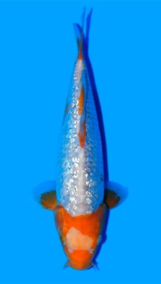 Golden Corn Taniguchi