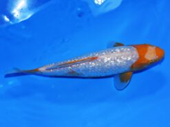 Alternative view of Golden Corn Taniguchi