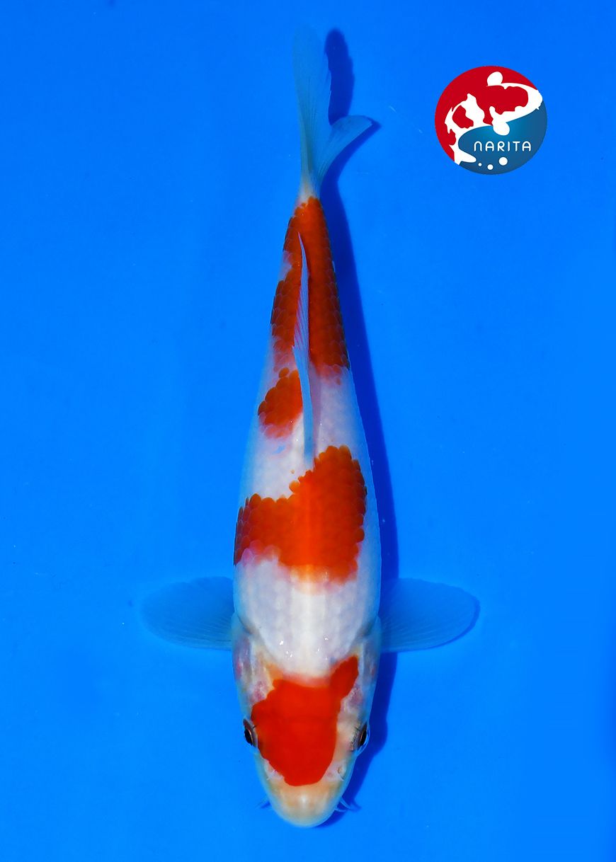 Kohaku Taniguchi - Afbeelding 3