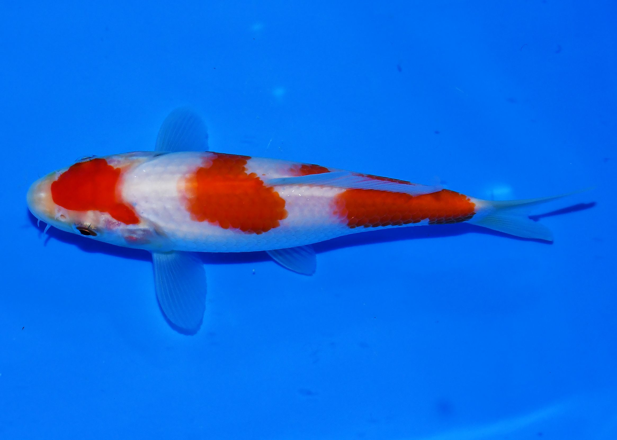 Kohaku Taniguchi - Afbeelding 4