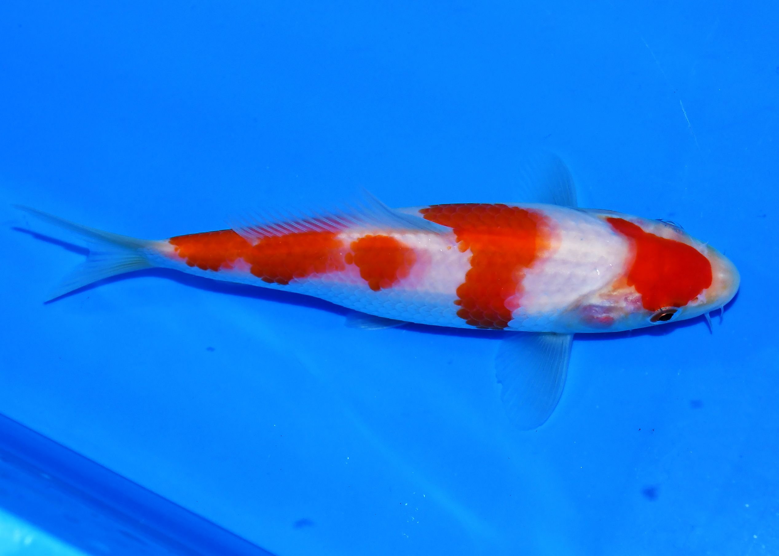 Kohaku Taniguchi - Afbeelding 2