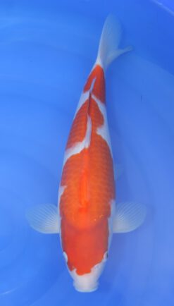 Kohaku Ogata