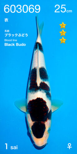 Alternative view of BlackBudo Ogata Female