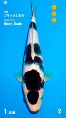 BlackBudo Ogata Female