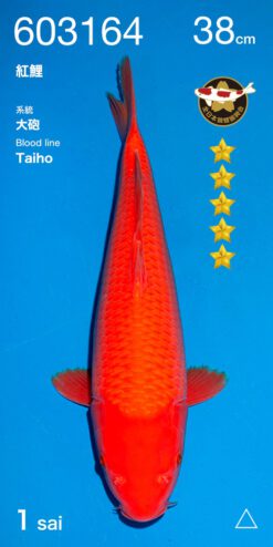 Alternative view of Benigoi Ogata