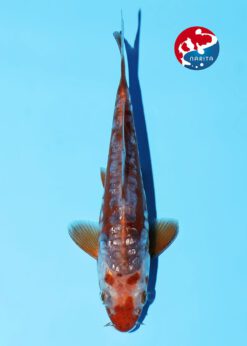 Alternative view of Ginrin Cha Shusui Miyatora