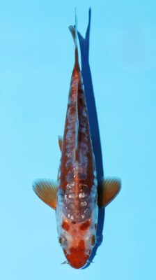 Ginrin Cha Shusui Miyatora