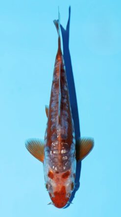 Ginrin Cha Shusui Miyatora